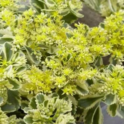 Willemse France - Sedum - orpin panaché atlantis - le pot / ø 9cm, vendu par lot de 2