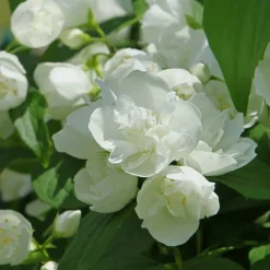 Willemse France Arbres Et Arbustes | - Seringat virginal - philadelphus - les 2 pots / ø 9cm / 2-3 branches / hauteur livrée environ 9cm, vendu par lot de 2