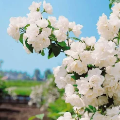 Willemse France Arbres Et Arbustes | - Seringat virginal - philadelphus - les 2 pots / ø 9cm / 2-3 branches / hauteur livrée environ 9cm, vendu par lot de 2