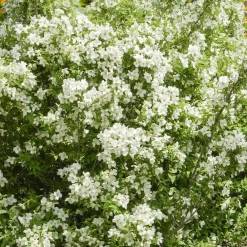 Willemse France Arbres Et Arbustes | - Seringat virginal - philadelphus - les 2 pots / ø 9cm / 2-3 branches / hauteur livrée environ 9cm, vendu par lot de 2