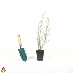 Willemse France - Tamaris de printemps - le pot / 1.5l / 2 branches / hauteur livrée 40-50cm, vendu par lot de 2 Sale