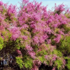 Willemse France Arbres Et Arbustes | - Tamaris de printemps - le pot / 1.5l / 2 branches / hauteur livrée 40-50cm, vendu par lot de 4