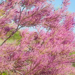 Willemse France Arbres Et Arbustes | - Tamaris de printemps - le pot / 1.5l / 2 branches / hauteur livrée 40-50cm, vendu par lot de 4