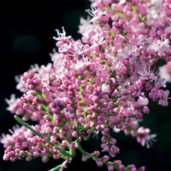Willemse France Arbres Et Arbustes | - Tamaris de printemps - le pot / 1.5l / 2 branches / hauteur livrée 40-50cm, vendu par lot de 4