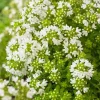 Willemse France - Thym précoce à fleurs blanches - le pot / ø 9cm, vendu par lot de 2 Best