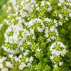 Willemse France - Thym précoce à fleurs blanches - le pot / ø 9cm, vendu par lot de 2 Best