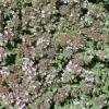 Willemse France - Thym précoce laineux - le pot / ø 9cm Clearance