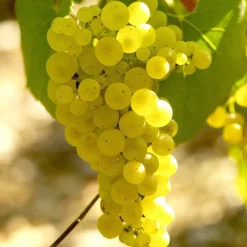 Willemse France Fruitiers Et Agrumes | - Vigne chardonnay - la motte / hauteur livrée 20-40cm