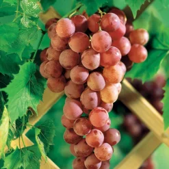 Willemse France - Vigne chasselas rose - la motte de 2 ans / hauteur livrée 30-40cm Outlet