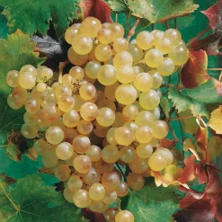 Willemse France Fruitiers Et Agrumes | - Vigne chasselas de fontainebleau - la motte de 2 ans / hauteur livrée 30-40cm