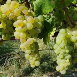 Willemse France Petits Fruits | - Vigne chasselas de fontainebleau - la motte de 2 ans / hauteur livrée 30-40cm, vendu par lot de 2