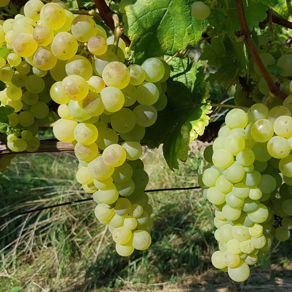 Willemse France Petits Fruits | - Vigne chasselas de fontainebleau - la motte de 2 ans / hauteur livrée 30-40cm, vendu par lot de 2