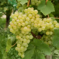 Willemse France Petits Fruits | - Vigne chasselas de fontainebleau - la motte de 2 ans / hauteur livrée 30-40cm, vendu par lot de 2