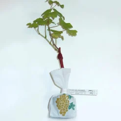 Willemse France Petits Fruits | - Vigne chasselas de fontainebleau - la motte de 2 ans / hauteur livrée 30-40cm, vendu par lot de 2