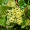 Willemse France - Vigne exalta - la motte de 2 ans / hauteur livrée 30-40cm Discount