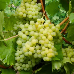 Willemse France - Vigne exalta - la motte de 2 ans / hauteur livrée 30-40cm Discount