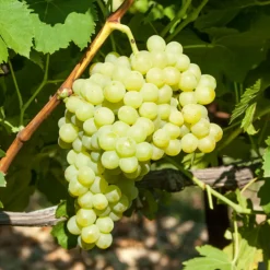 Willemse France - Vigne exalta - la motte de 2 ans / hauteur livrée 30-40cm Discount