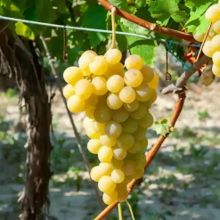 Willemse France - Vigne italia - la motte de 2 ans / hauteur livrée 30-40cm Hot