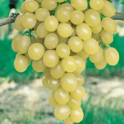 Willemse France - Vigne italia - la motte de 2 ans / hauteur livrée 30-40cm Hot