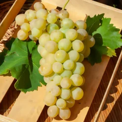 Willemse France - Vigne italia - la motte de 2 ans / hauteur livrée 30-40cm Hot