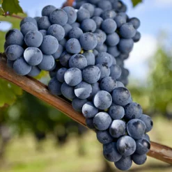 Willemse France - Vigne merlot - la motte / hauteur livrée 20-40cm Hot