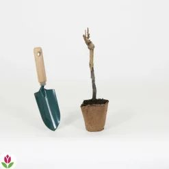 Willemse France - Vigne merlot - la motte / hauteur livrée 20-40cm, vendu par lot de 2 Hot