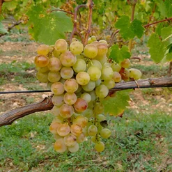 Willemse France - Vigne muscat alexandrie - la motte de 2 ans / hauteur livrée 30-40cm, vendu par lot de 2 Clearance