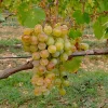 Willemse France Petits Fruits | - Vigne muscat alexandrie - la motte de 2 ans / hauteur livrée 30-40cm