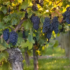 Willemse France Petits Fruits | - Vigne muscat de hambourg - la motte de 2 ans / hauteur livrée 30-40cm