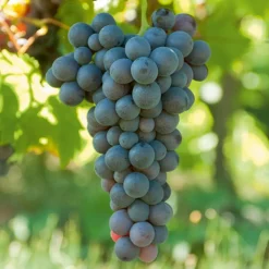 Willemse France Petits Fruits | - Vigne muscat de hambourg - la motte de 2 ans / hauteur livrée 30-40cm