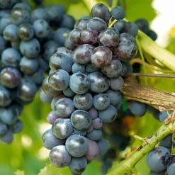 Willemse France Petits Fruits | - Vigne muscat de hambourg - la motte de 2 ans / hauteur livrée 30-40cm