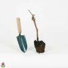 Willemse France Petits Fruits | - Vigne pinot - la motte / hauteur livrée 20-40cm