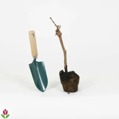 Willemse France Petits Fruits | - Vigne pinot - la motte / hauteur livrée 20-40cm