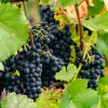 Willemse France - Vigne regent - le pot / 2l / hauteur livrée 40-50cm New