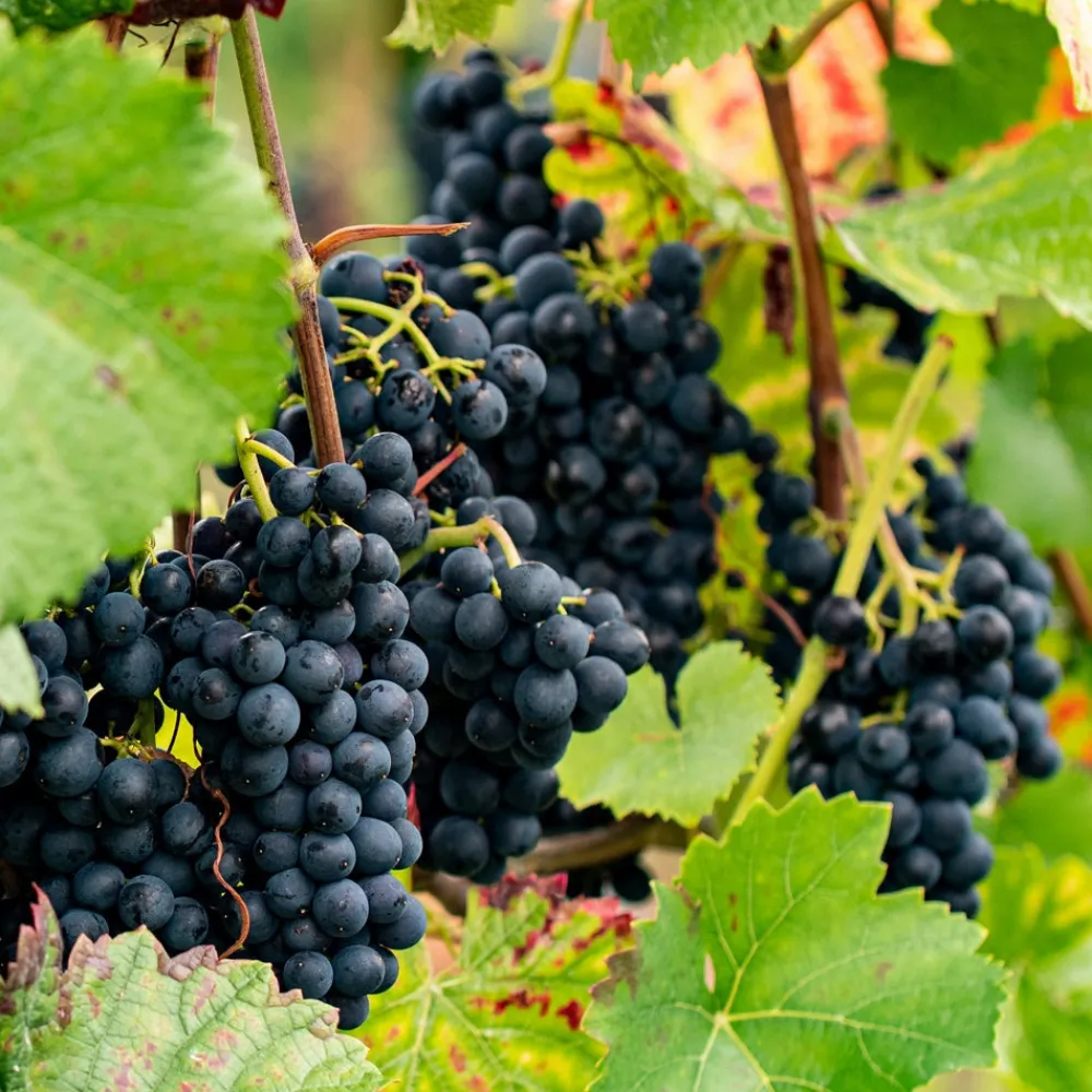 Willemse France - Vigne regent - le pot / 2l / hauteur livrée 40-50cm New