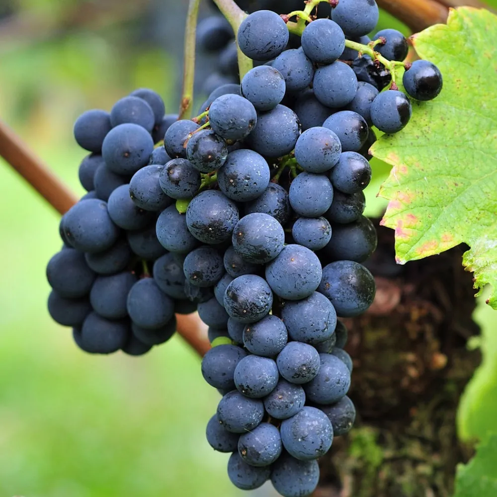 Willemse France - Vigne triomphe d'alsace - le pot / 2l / hauteur livrée 40-50cm, vendu par lot de 2