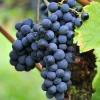 Willemse France Petits Fruits | - Vigne triomphe d'alsace - le pot / 2l / hauteur livrée 40-50cm