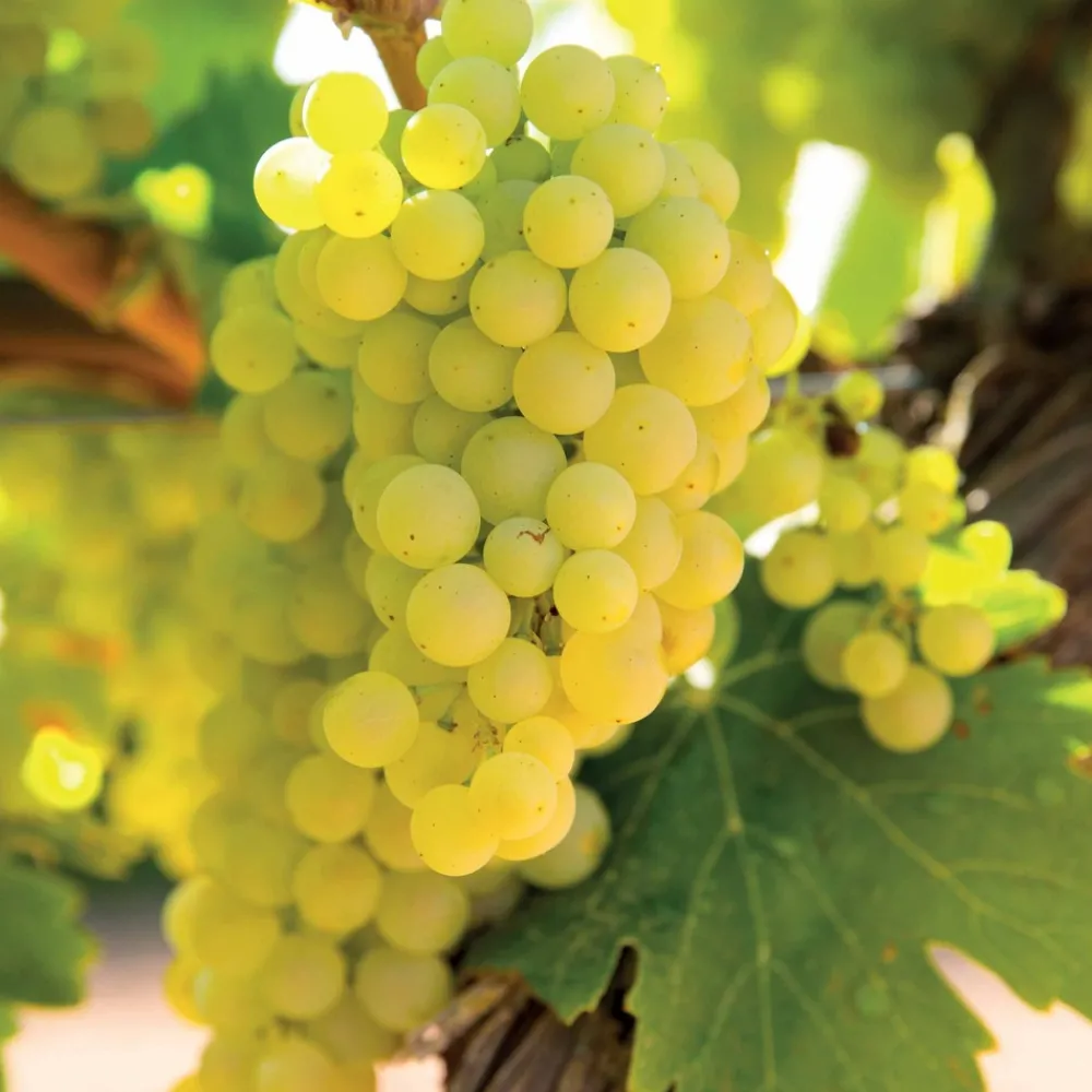 Willemse France - Vigne vroege van der laan - le pot / 2l / hauteur livrée 50-60cm Outlet