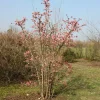 Willemse France - Viorne rose - le pot / 1.5l / 3-5 branches / hauteur livrée 30-40cm, vendu par lot de 2 Sale