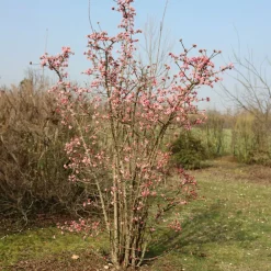 Willemse France - Viorne rose - le pot / 1.5l / 3-5 branches / hauteur livrée 30-40cm, vendu par lot de 2 Sale