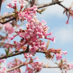 Willemse France - Viorne rose - le pot / 1.5l / 3-5 branches / hauteur livrée 30-40cm, vendu par lot de 2 Sale