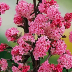 Willemse France - Viorne rose - le pot / 1.5l / 3-5 branches / hauteur livrée 30-40cm, vendu par lot de 2 Sale