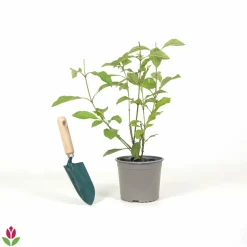 Willemse France - Viorne rose - le pot / 1.5l / 3-5 branches / hauteur livrée 30-40cm, vendu par lot de 2 Sale