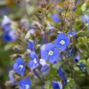 Willemse France - Véronique rampante georgia blue - le pot / ø 9cm Discount