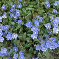 Willemse France - Véronique rampante georgia blue - le pot / ø 9cm Discount
