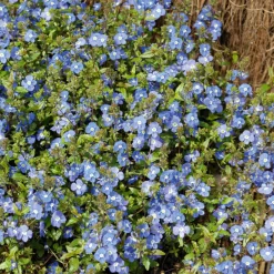 Willemse France - Véronique rampante georgia blue - le pot / ø 9cm Discount