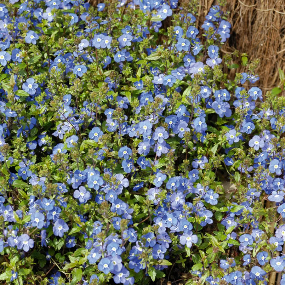 Willemse France - Véronique rampante georgia blue - le pot / ø 9cm Discount