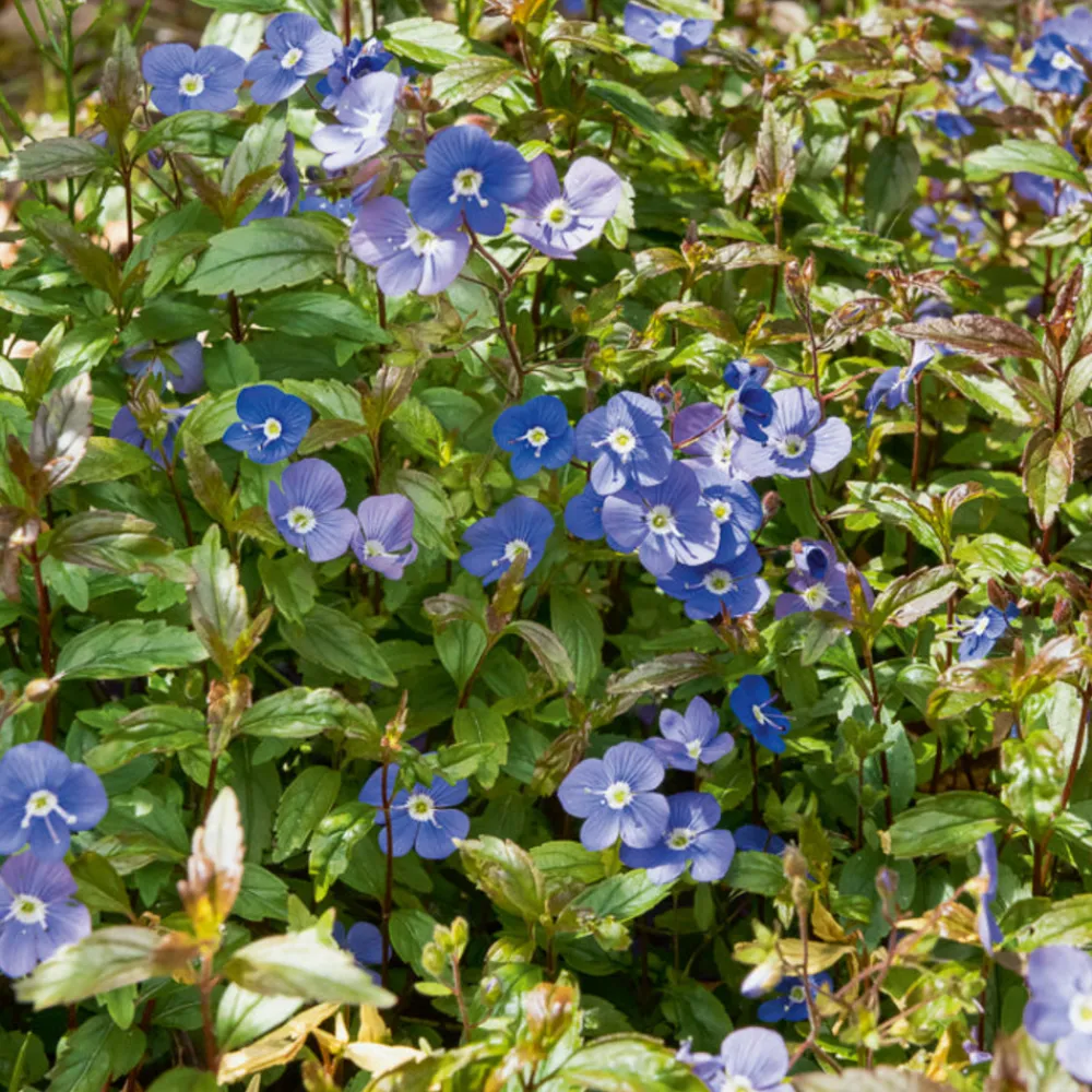 Willemse France - Véronique rampante georgia blue - le pot / ø 9cm Discount