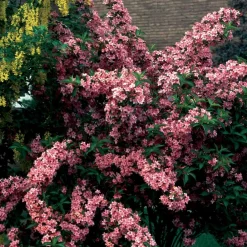Willemse France Arbres Et Arbustes | - Weigelia pink princess - le pot / ø 9cm / hauteur livrée environ 15cm, vendu par lot de 2