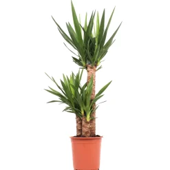 NA Plantes Vertes | Yucca, 3 cannes, hauteur moyenne 90 à 100cm : pot D.20cm